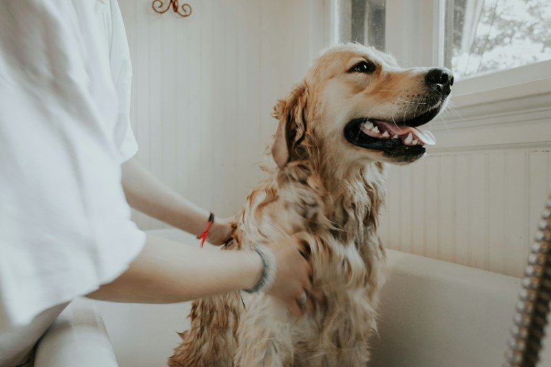 Pet Care and Grooming Tools