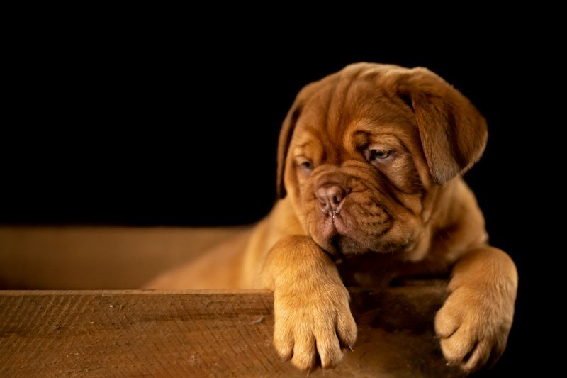 Pet Home and Living Beds