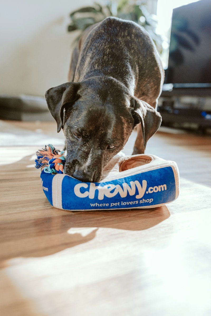 Pet Tech and Smart Products
