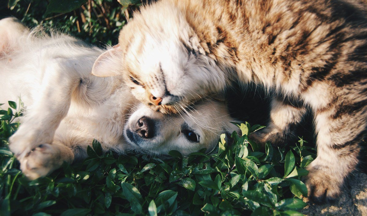 PetVerdictLab Expert Tested Pets