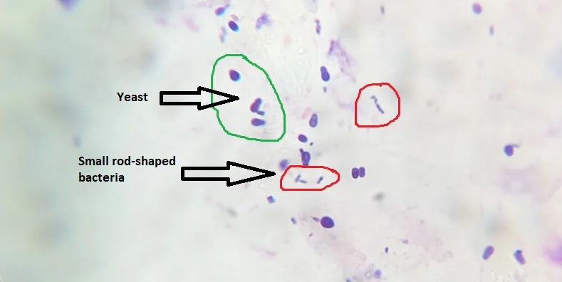 skin scraping and cytology veterinary diagram