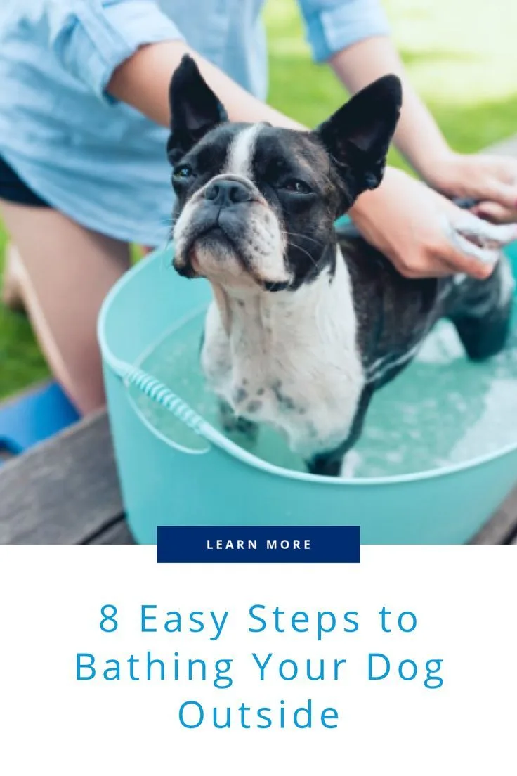 step by step bathing allergic dog
