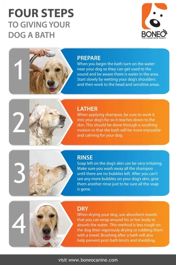 step-by-step dog bath routine