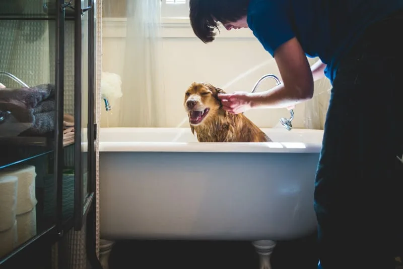 step-by-step dog skin allergy home treatment