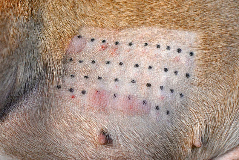 veterinary allergy testing for dogs