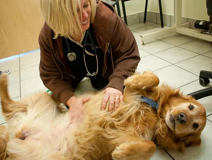 veterinary dermatologist consultation exam