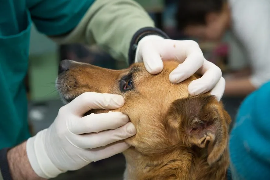 veterinary eye exam for dog allergies