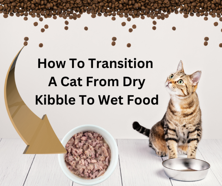 How To Switch A Cat From Dry Food To Wet Food