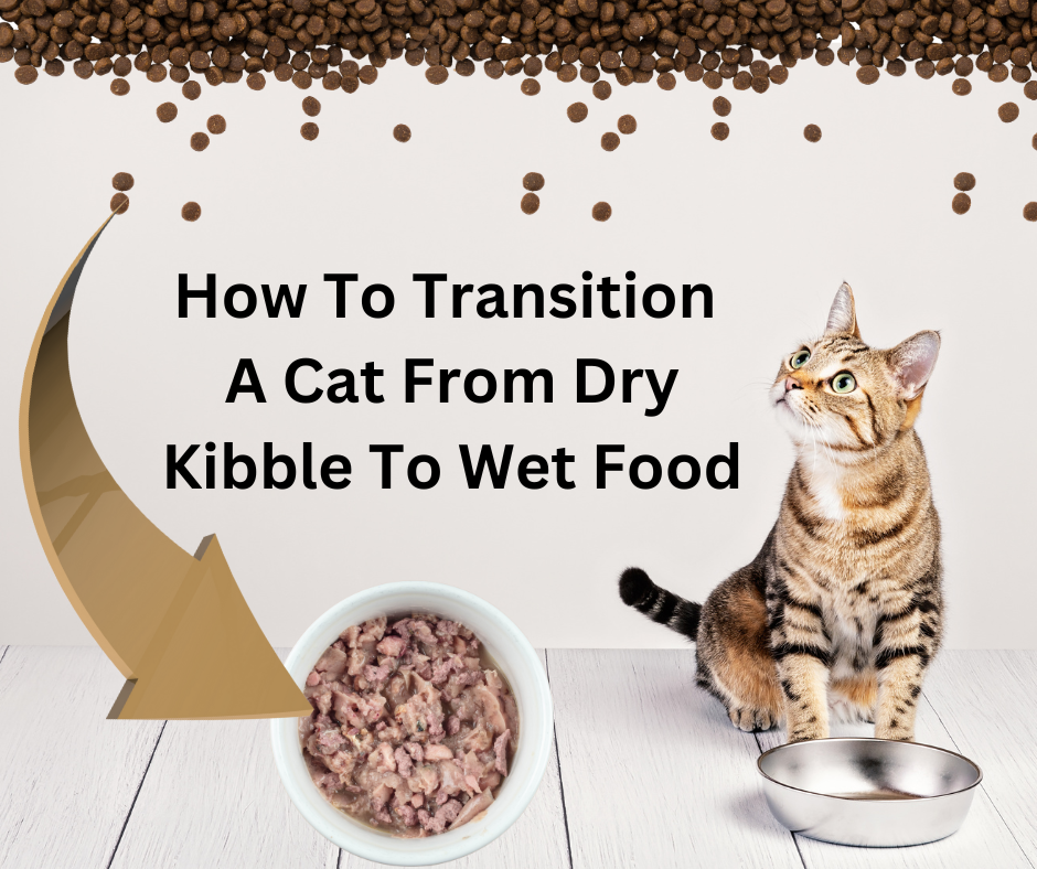 How To Switch A Cat From Dry Food To Wet Food