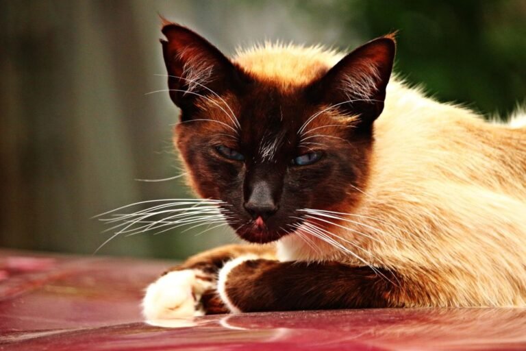 How Is Cat Food Made