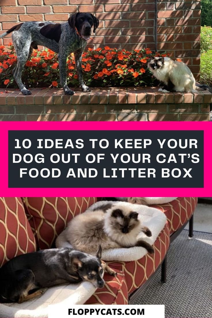 How To Keep A Dog Out Of Cat Food
