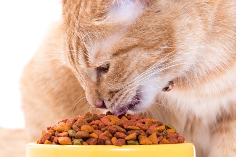 How To Get A Cat To Eat Dry Food