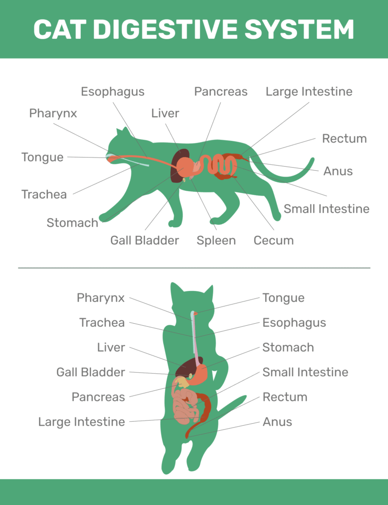 How Long Does It Take a Cat to Digest Food