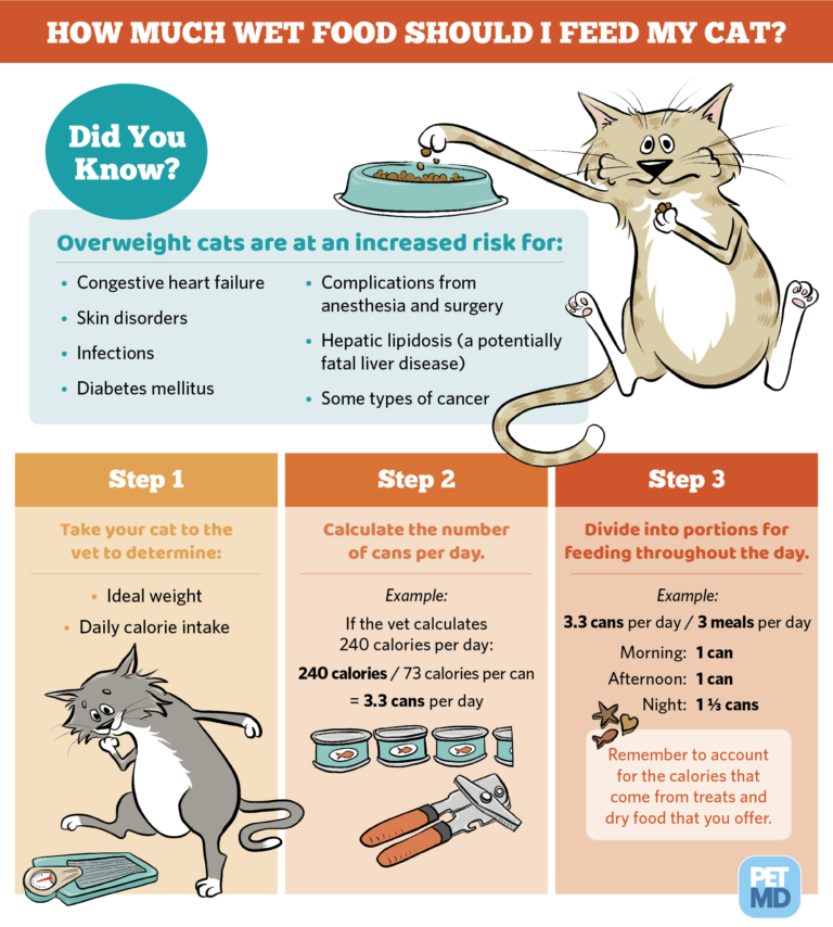 How Much Wet Food To Feed A Cat