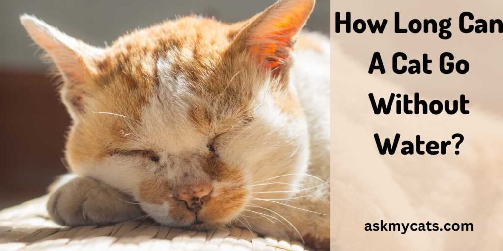 How Long Can a Cat Go Without Water