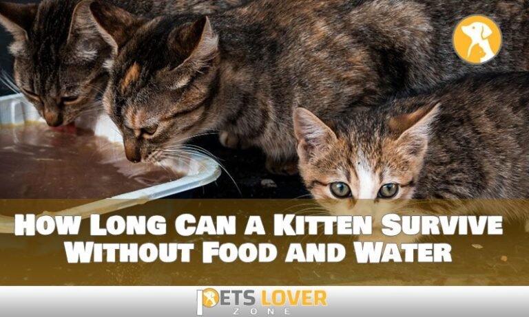 How Long Can A Cat Survive Without Food And Water