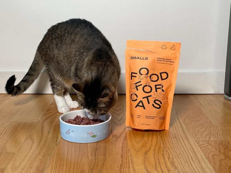 How Much Does Smalls Cat Food Cost Per Month