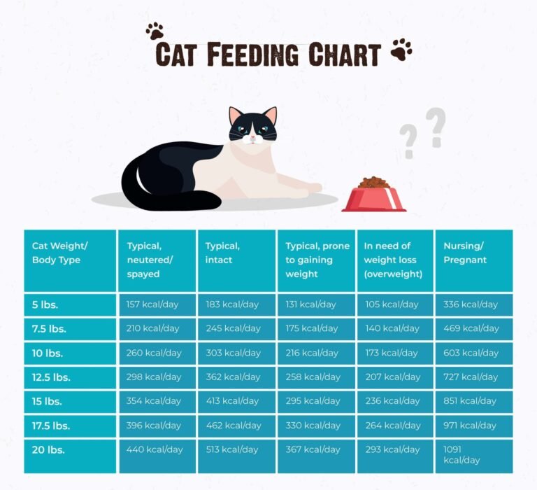 How Much Cat Food Per Day