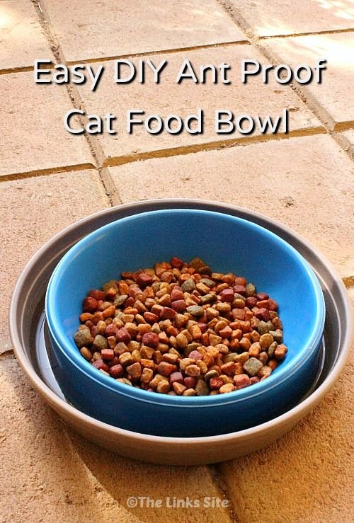 How To Keep Ants Out Of Cat Food