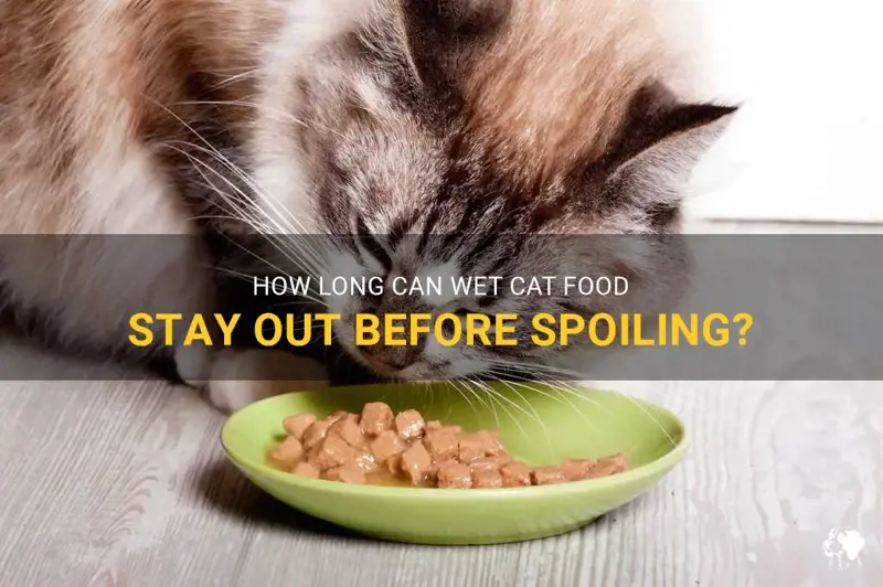 How Long Can Wet Cat Food Sit Out